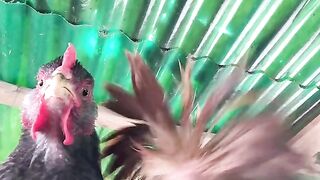 Viral dancing chickens