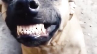 The laughter of the dogs is very sweet