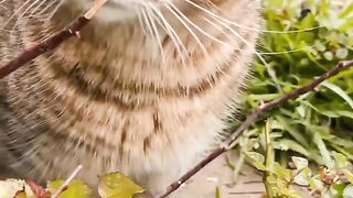 Beautiful cat's collection