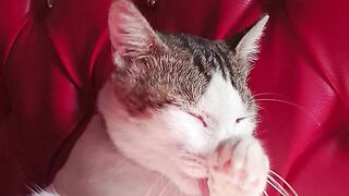 Groaming cat