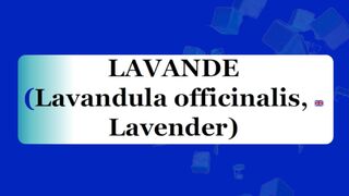 LAVANDE - Plante médicinale