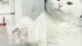 CUTE CAT DANCING WITH CLEANING