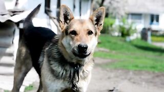 Garman shepald Dog Viral viddo Febspot