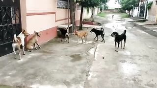 DOG Fight viral viddo????????