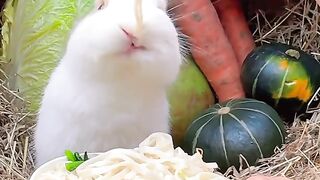 Rabbit