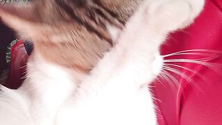 Kucing mandi