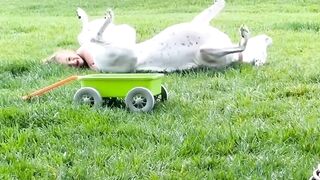 The_end_????????????_#shorts_#viral_#funny_#fails