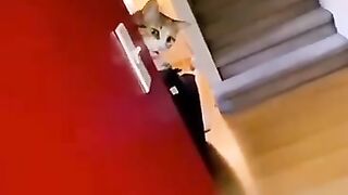 my sweet cat, cute cat, cat