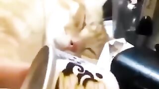 my sweet cat, cute cat, cat