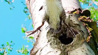 Grouse chicks are learning to jump