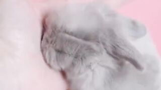 palm-sized rabbit