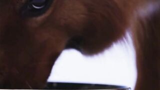 Can Dogs Enjoy Blueberries#dog