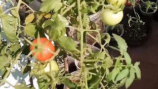 My little tomato garden