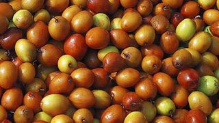 Ber fruit( jujube )
