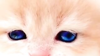 my sweet cat, cute cat, cat