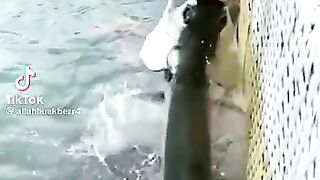 Mashalla Subhanallah