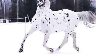 Snow horse