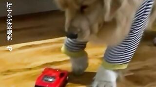 Dog play