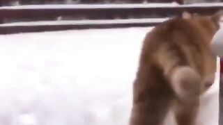 cute animals #shorts