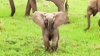Funny and animals video hd
