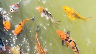Nature fish