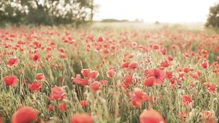 Beautiful Flowers Cinematic HD Video