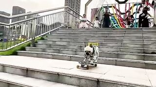 A cool Dog skating on the street....