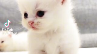 Cat video is beautiful new