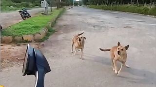 Street gangstars