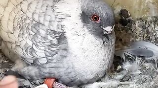 See rare pigeons