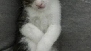 Cats shooting