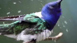 Uno de mis preferidos de siempre. El inefable Jacobino Nuquiblanco, tomando una ducha de lluvia. Es notable lo que los colibríes disfrutan el agua.