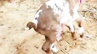 Tinko Amazing video