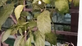 My little garden is dead