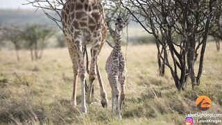 Intense Battle Between Lioness & Giraffe Over Her Newborn Baby