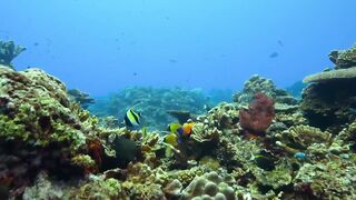 Robotic Spy Octopus Lends a Helping Tentacle
