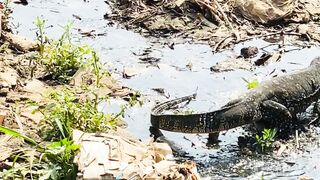 Water Monitor