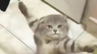 my sweet cat, cute cat, cat