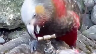 parrot drinking water