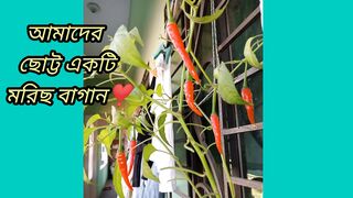 আমার ছোট্ট বাগানের মরিছ
