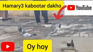 how long does it take for pigeons to lay eggs