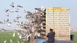Birds know the agony of captivity.