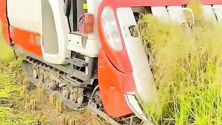 Harvesting rice crop with small machine