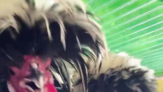 Viral dancing chickens part 2