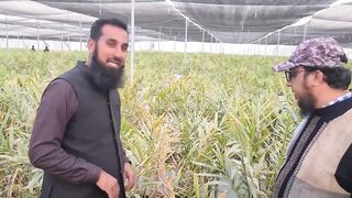 Ginger Farming in Pakistan