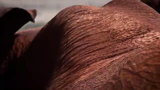 Very beautiful big body elephant,