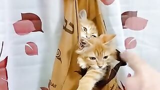 آية الضحك ده