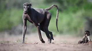 Baboon with alopecia.