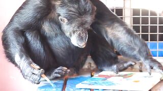 Baboon with alopecia.