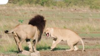 Crazy! 100 Baboons Brutally Attacked The Leopard | Animal World